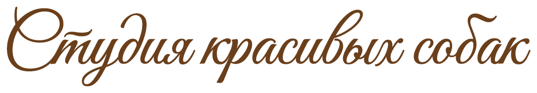 Студия красивых собак
